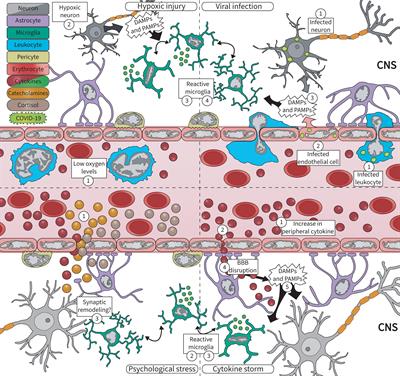 Frontiers | Microglia Fighting for Neurological and Mental Health